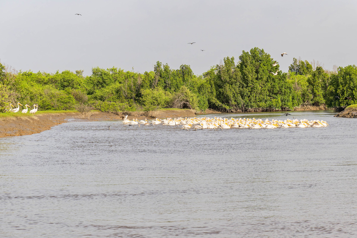 2024-12-17 059 Great White Pelicans and Pink-backed Pelicans and Reed Cormorants.jpg