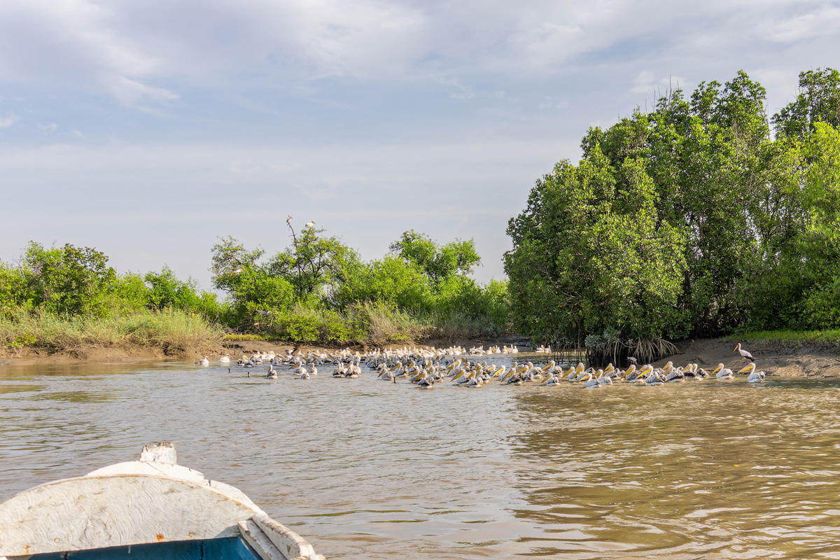 2024-12-17 066 Great White Pelicans and Pink-backed Pelicans.jpg