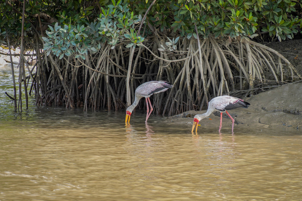2024-12-17 067 Yellow-billed Storks.jpg
