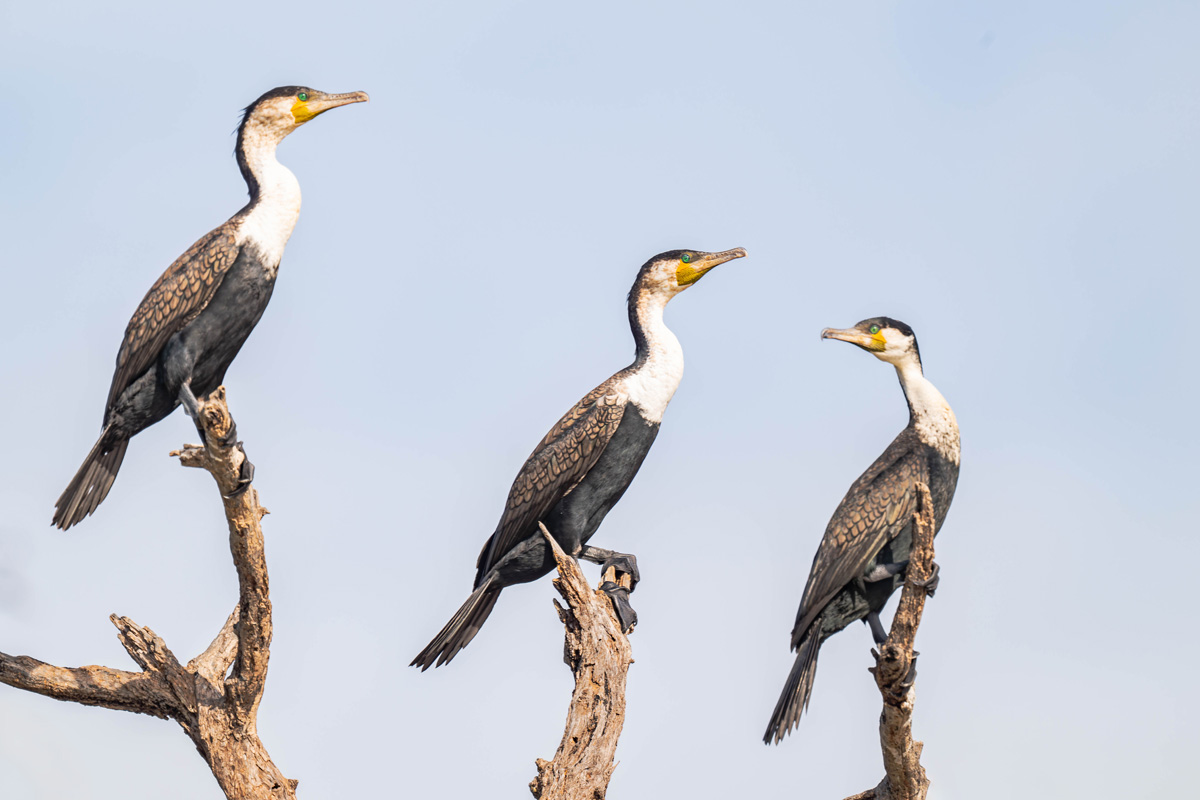 2024-12-17 068 Great Cormorants.jpg