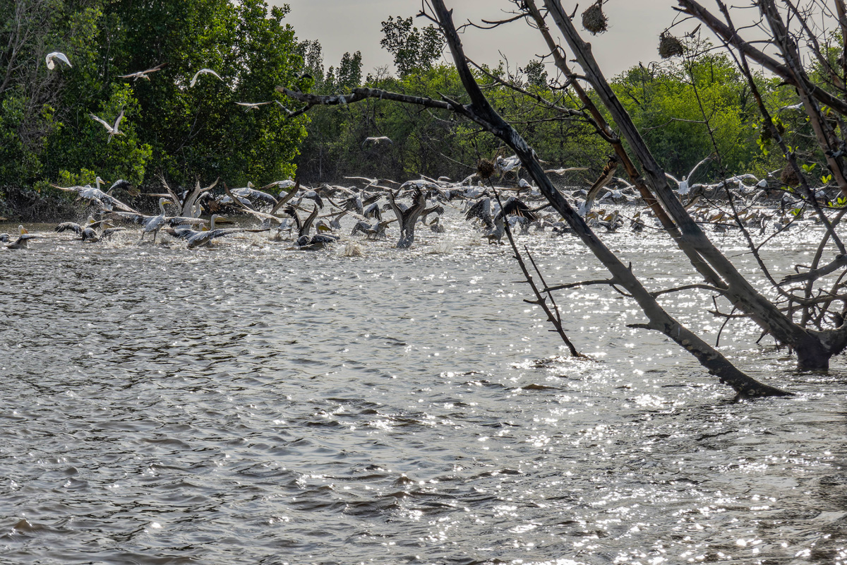 2024-12-17 071 Great White Pelicans and Pink-backed Pelicans.jpg
