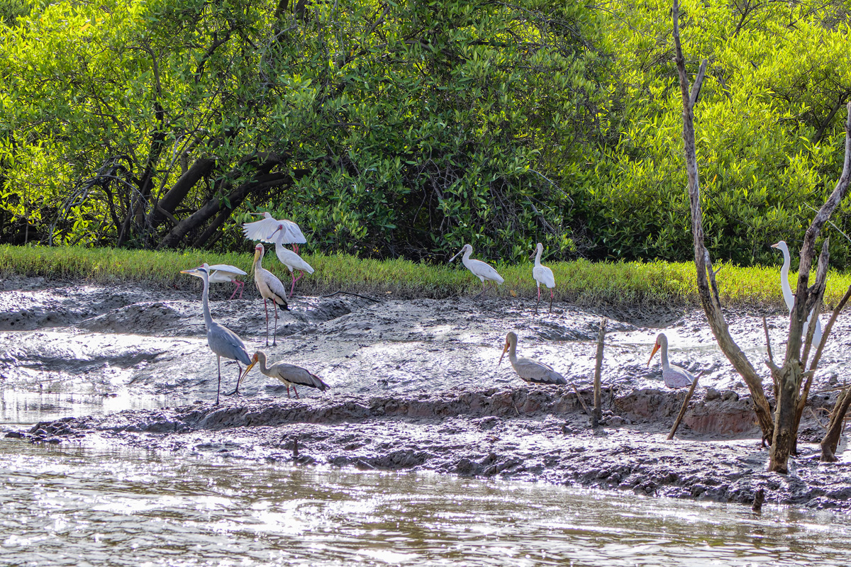 2024-12-17 076 Gray Heron and Yellow-billed Storks and African Spoonbills.jpg
