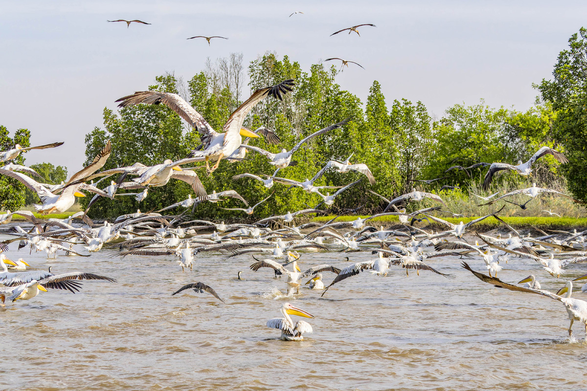 2024-12-17 081 Great White Pelicans and Pink-backed Pelicans in Flight.jpg