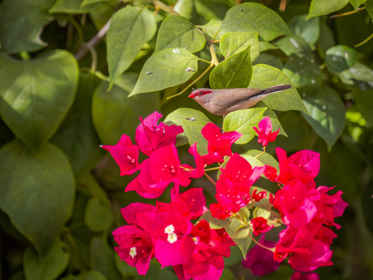 2024-12-17 095 Black-rumped Waxbill.jpg