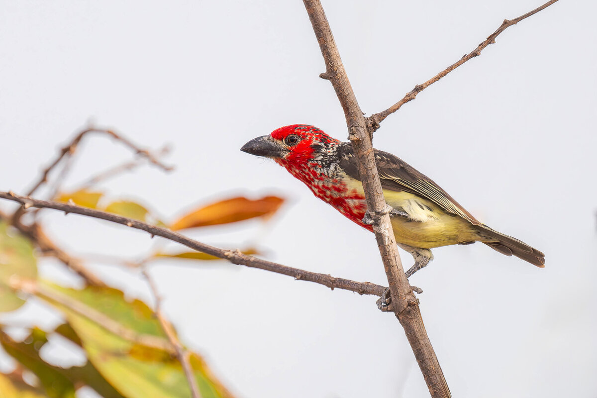 2024-12-17 110 Violet Barbet.jpg