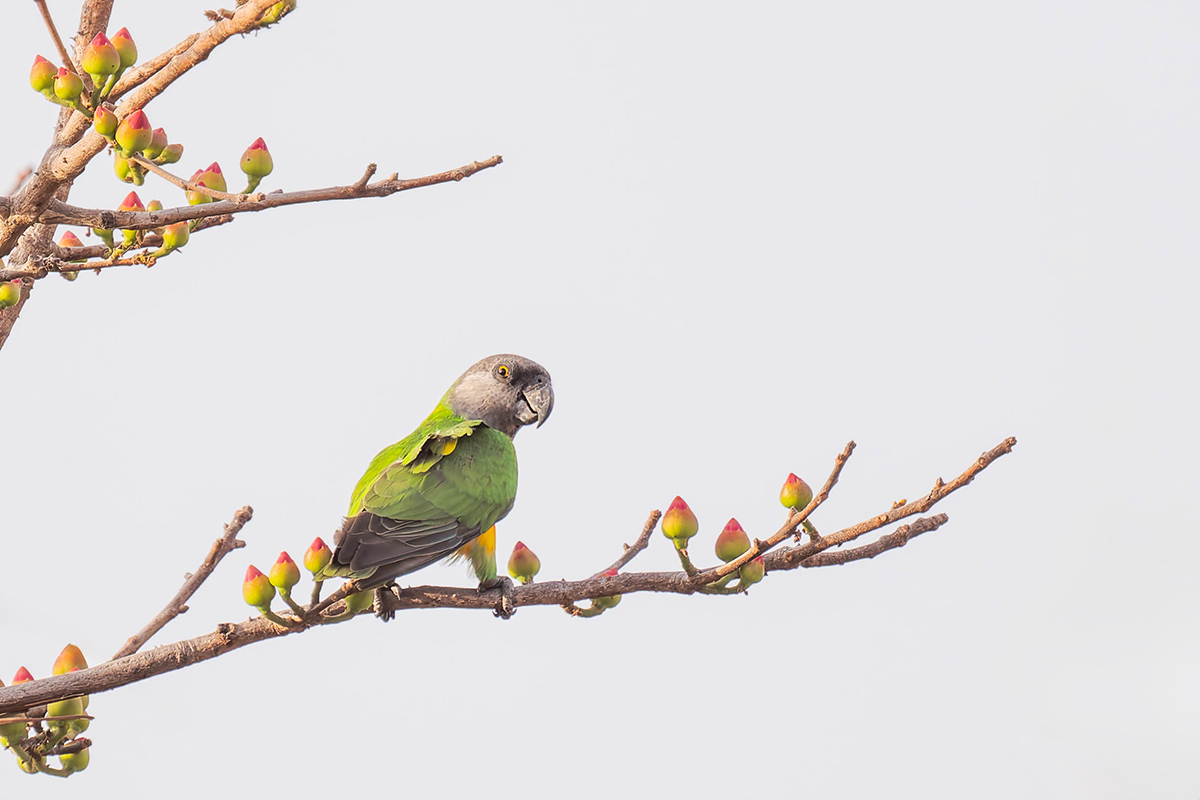 2024-12-17 121 Senegal Parrot.jpg