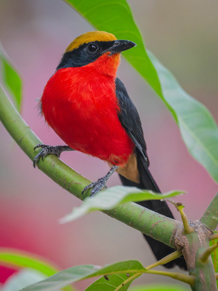 2024-12-18 010 Yellow-crowned Gonolek.jpg
