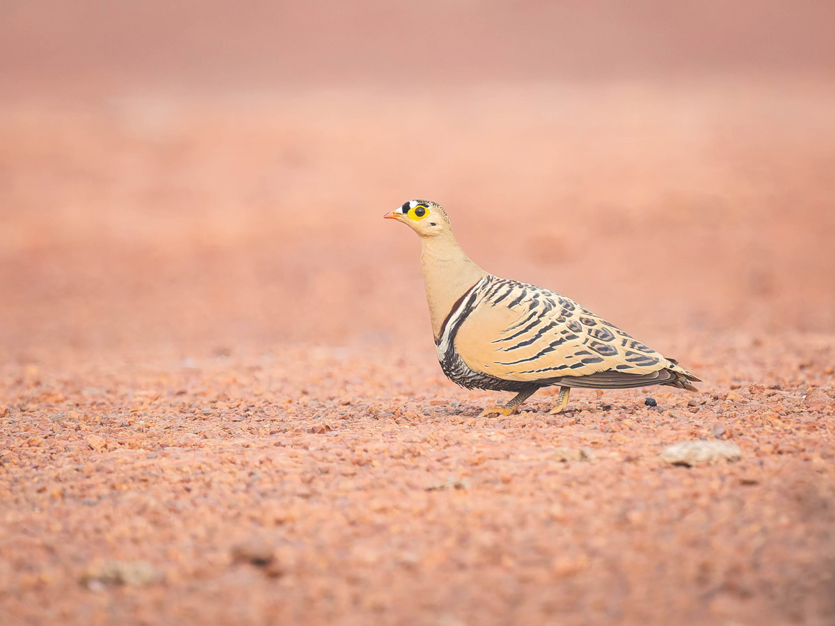 2024-12-18 019 Four banded Sandgrouse.jpg