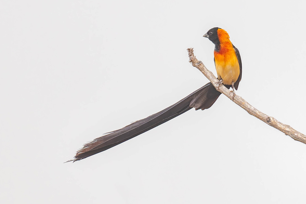 2024-12-18 029 Exclamatory Paradise-whydah.jpg