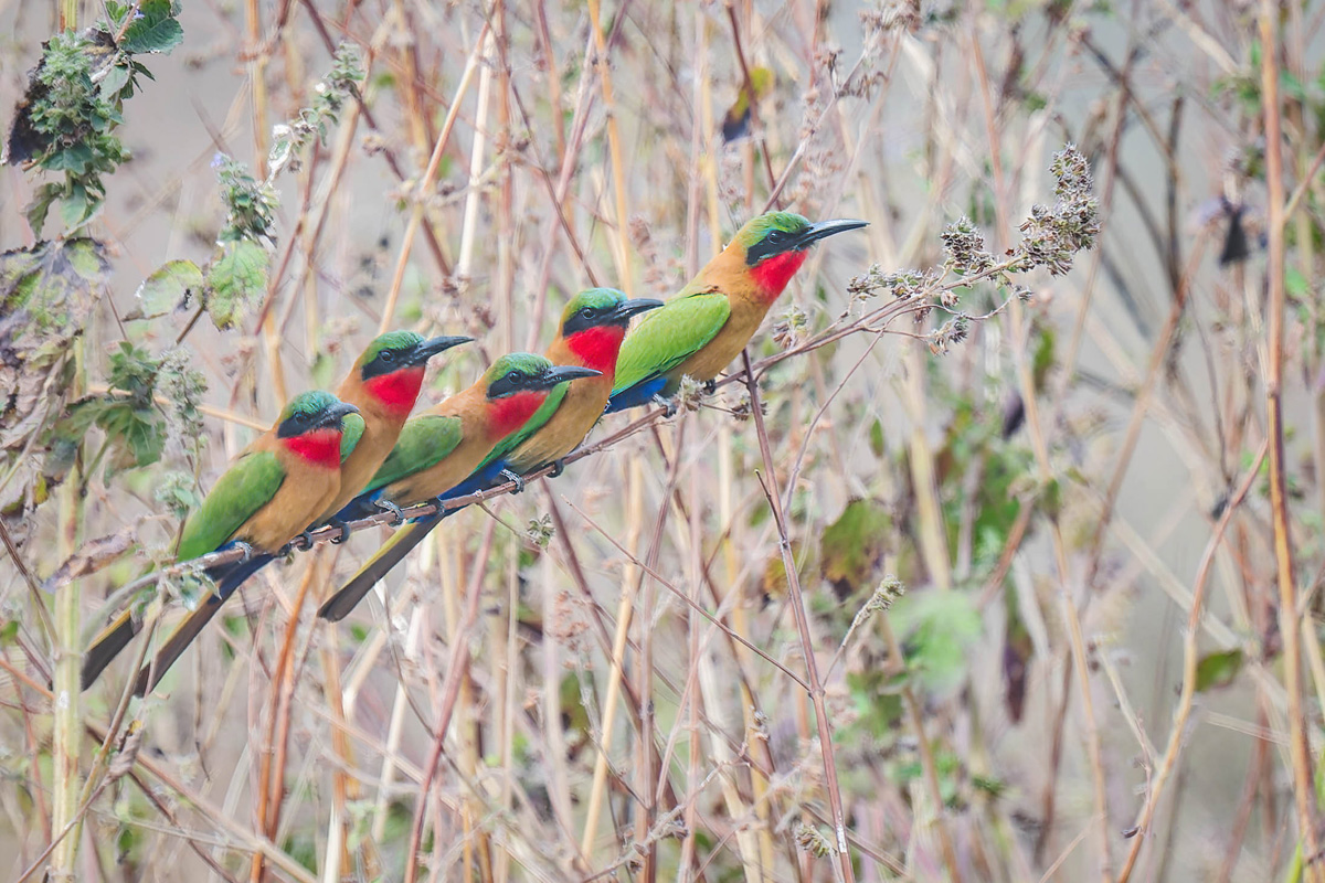 2024-12-18 058 Red-throated Bee-eaters.jpg