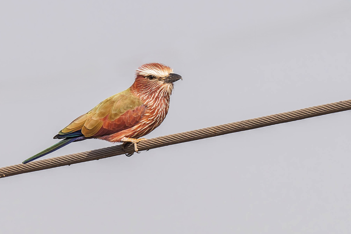 2024-12-19 002 Rufous-crowned Roller.jpg