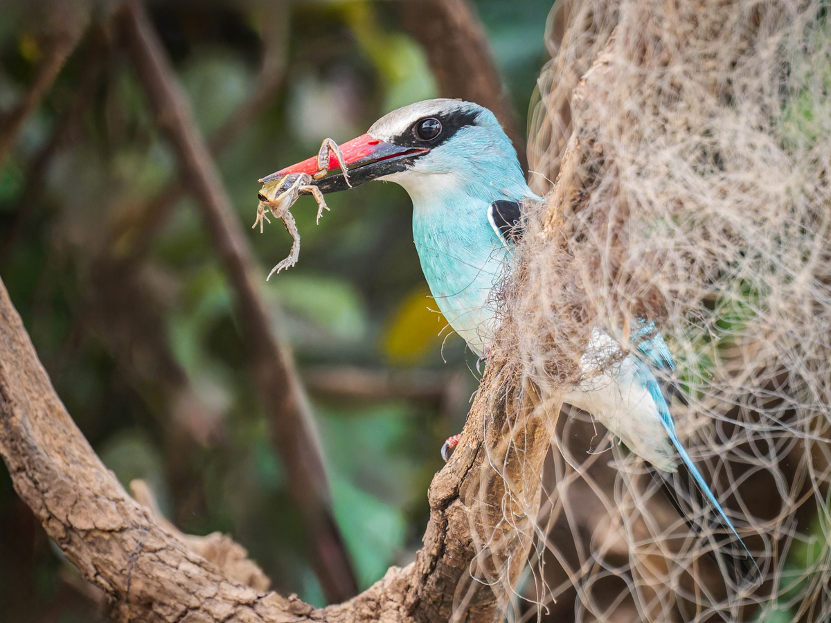 2024-12-19 025 Blue-breasted Kingfisher with Frog.jpg