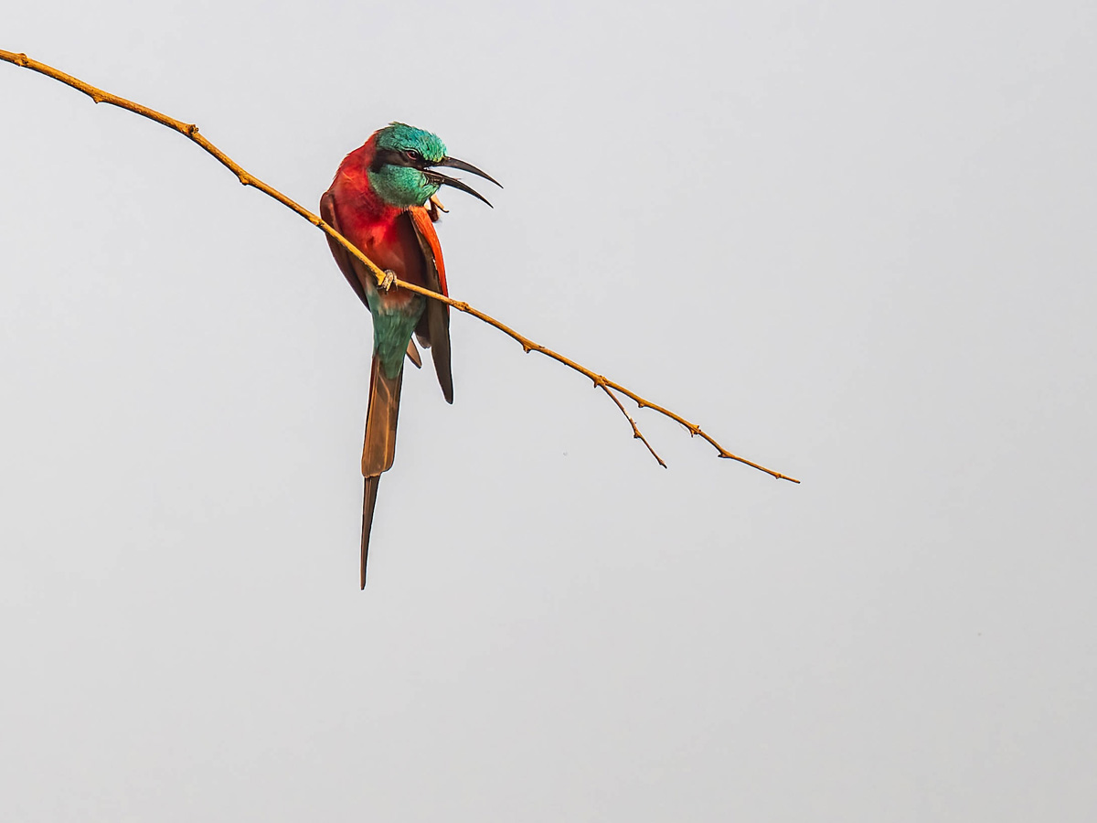 2024-12-19 033 Northern Carmine Bee-eater.jpg