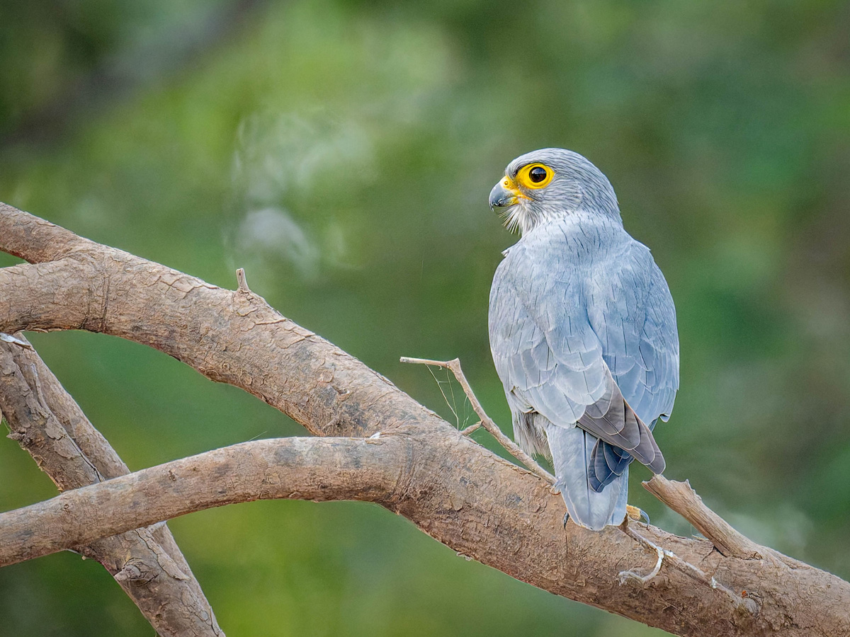2024-12-19 044 Gray Kestrel.jpg
