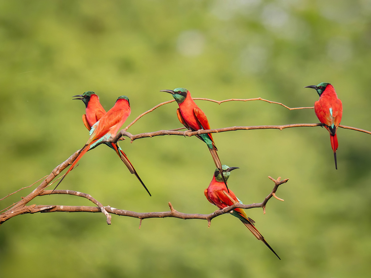 2024-12-19 048 Northern Carmine Bee-eaters.jpg