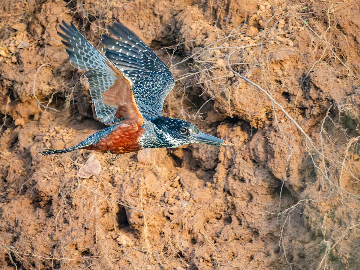 2024-12-19 062 Giant Kingfisher in Flight.jpg