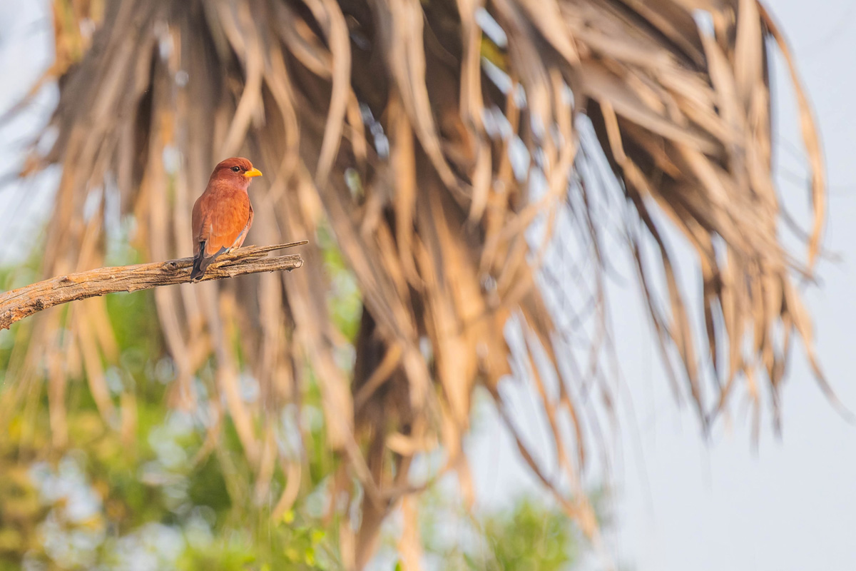 2024-12-19 064 Broad-billed Roller.jpg