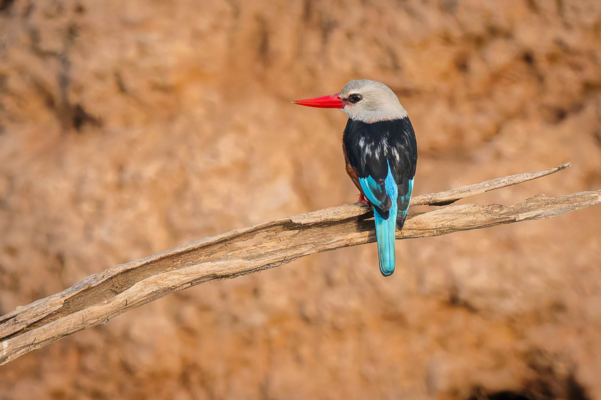 2024-12-19 066 Gray-headed Kingfisher.jpg