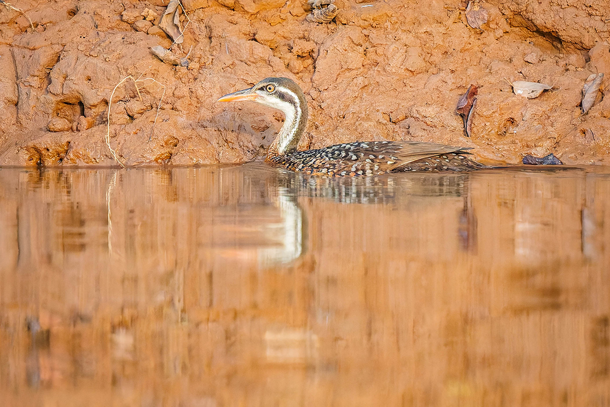 2024-12-19 067 African Finfoot.jpg