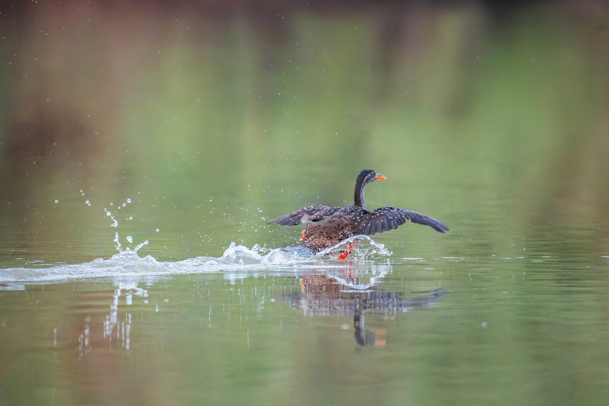 2024-12-19 098 African Finfoot.jpg