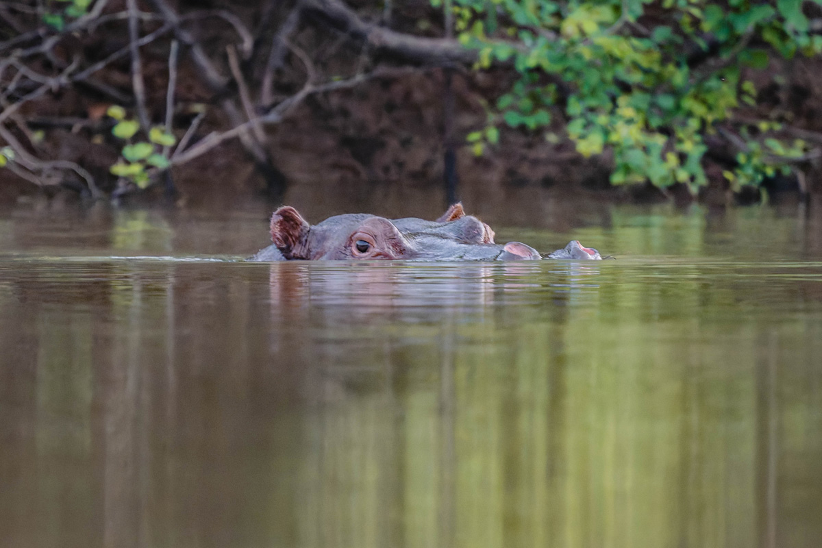 2024-12-19 105 Hippo.jpg