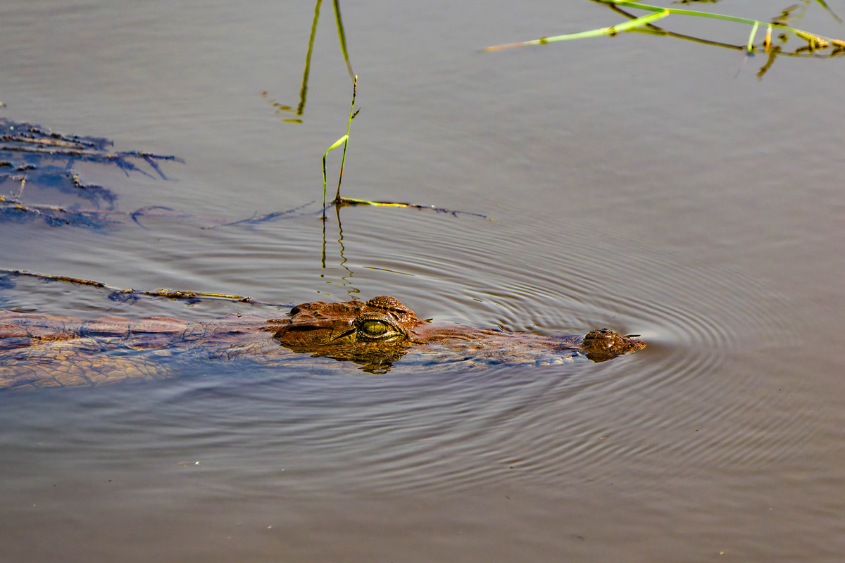 2024-12-20 033 Crocodile.jpg