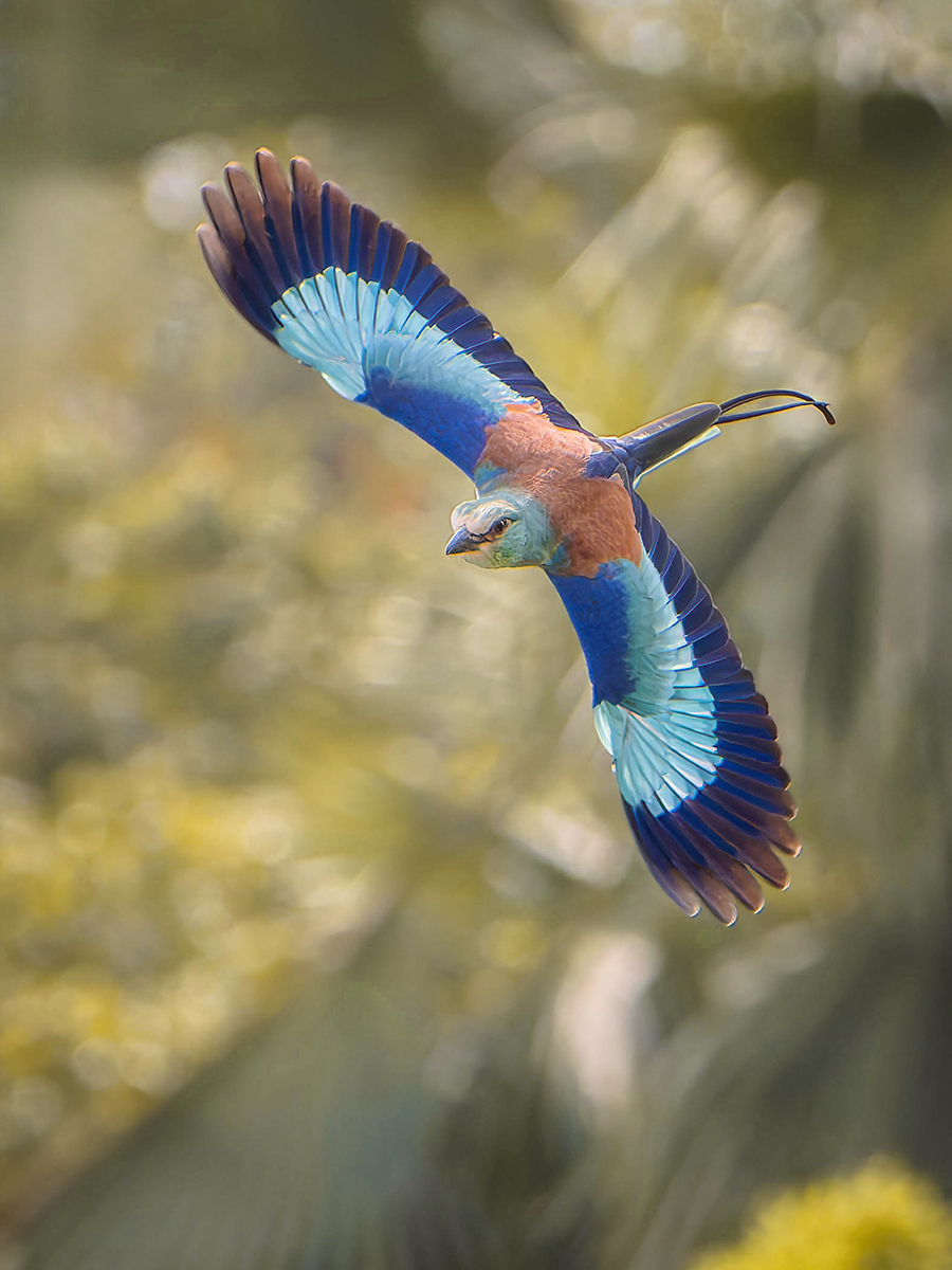 2024-12-20 041 Abyssinian Roller in Flight.jpg