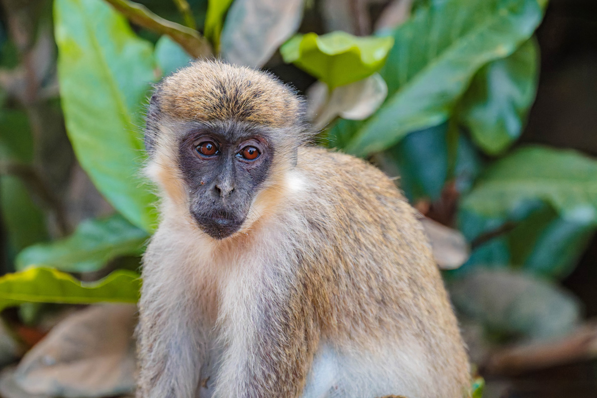 2024-12-20 060 Green Monkey.jpg