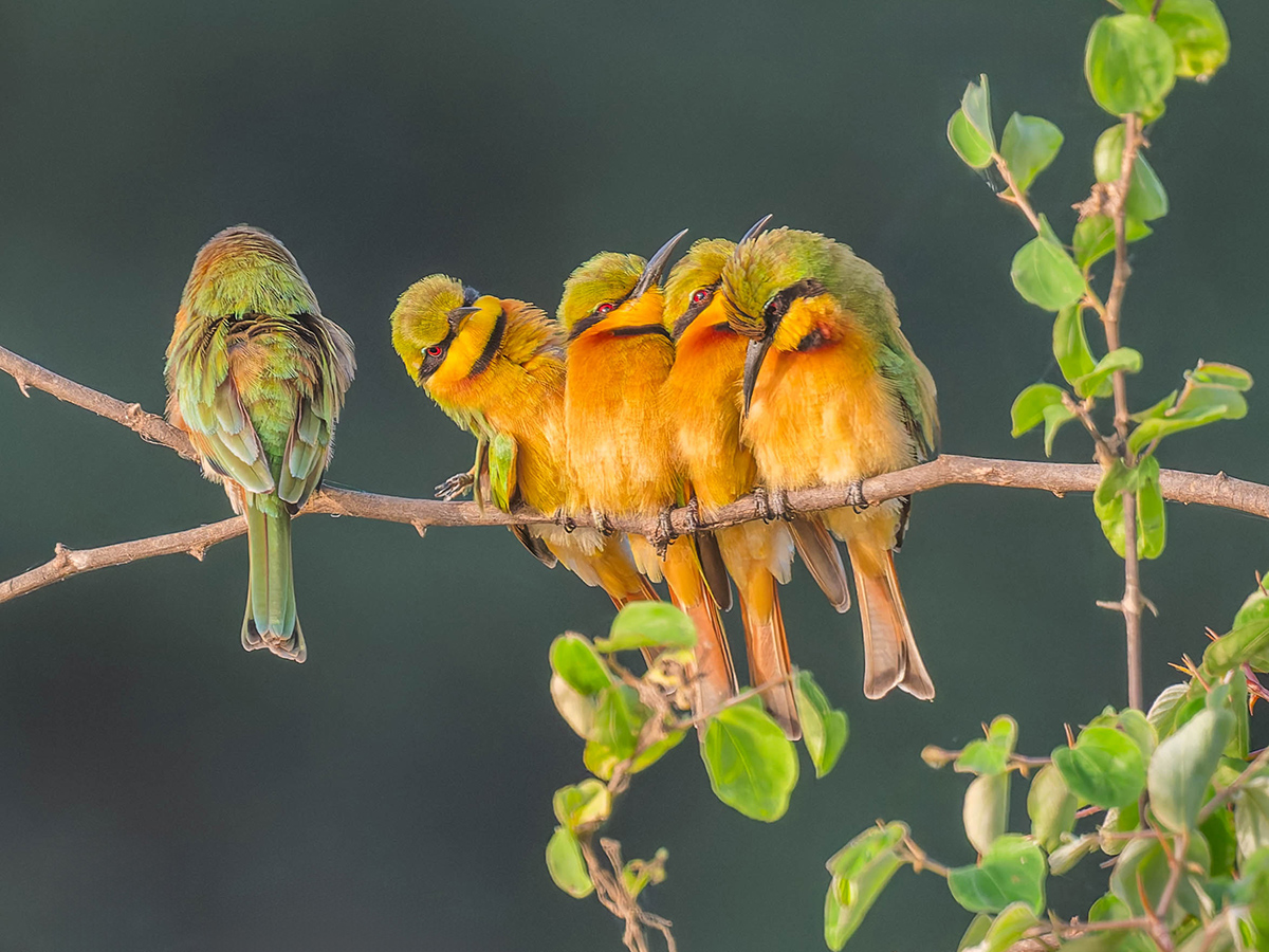 2024-12-21 038 Little Bee-eaters.jpg