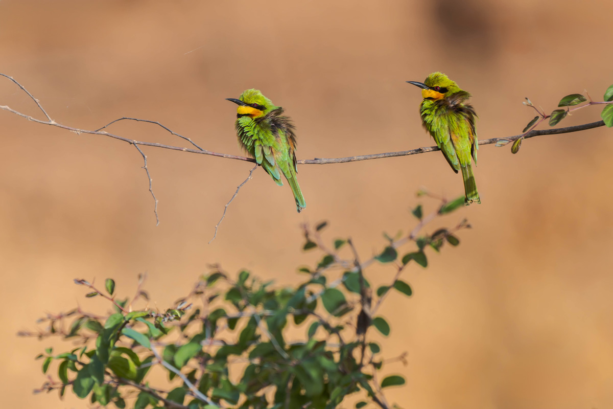 2024-12-21 057 Little Bee-eaters.jpg