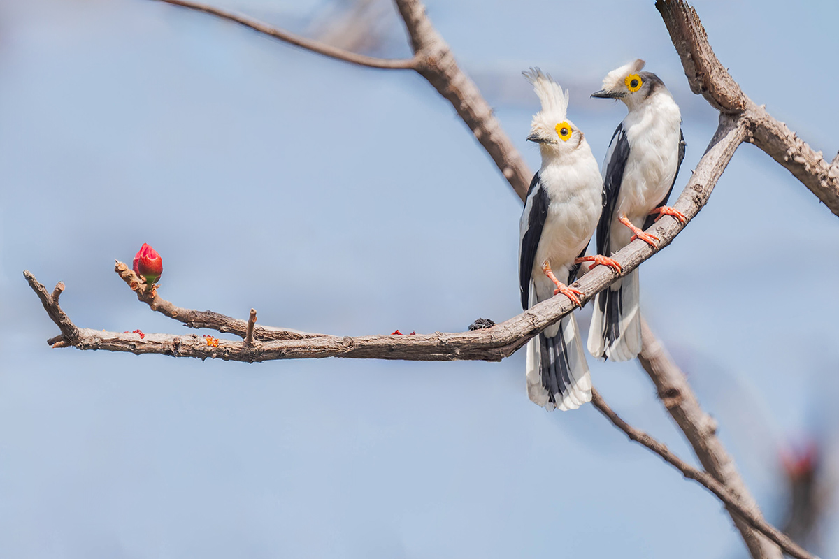 2024-12-21 073 White-crested Helmetshrikes.jpg