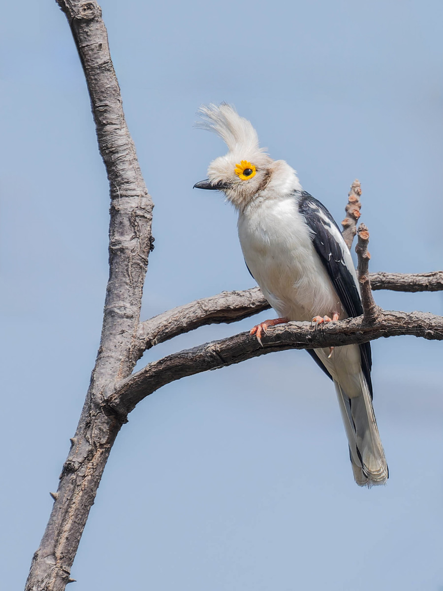2024-12-21 075 White-crested Helmetshrikes.jpg
