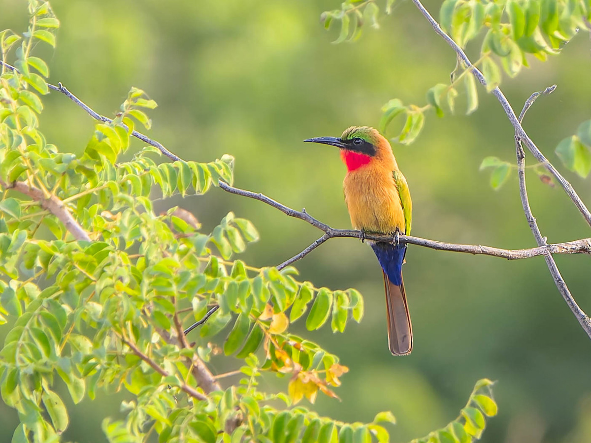 2024-12-21 106 Red-throated Bee-eater.jpg