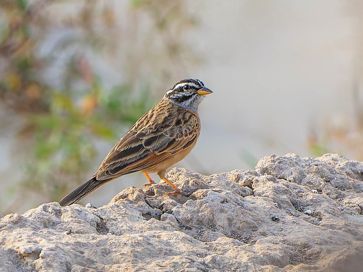 2024-12-21 109 Goslings Bunting.jpg