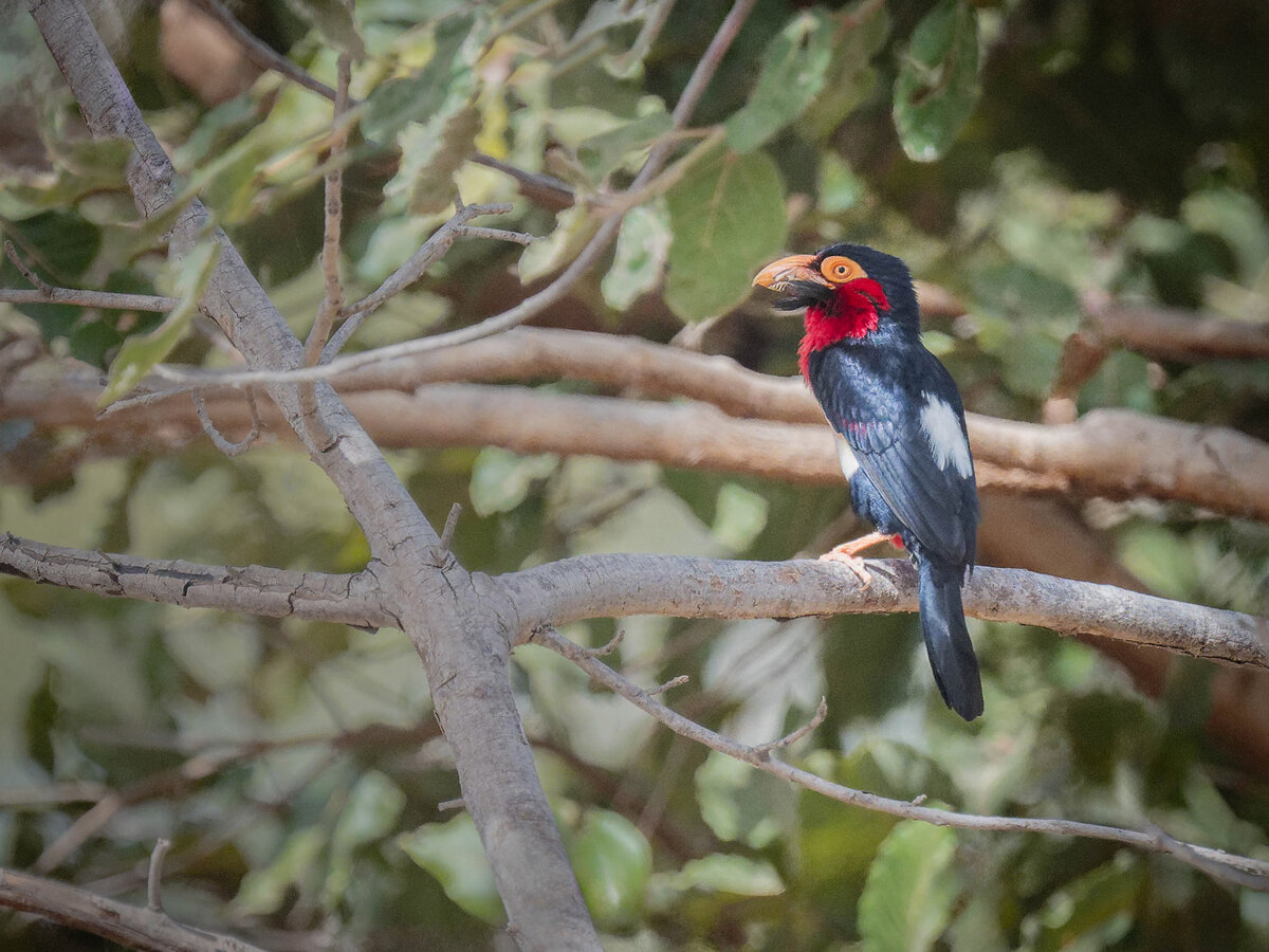 2024-12-22 016 Bearded Barbet.jpg