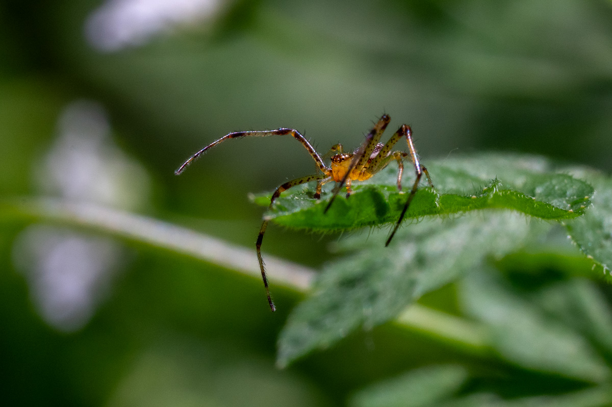 20240509-NZ6_1464.jpg
