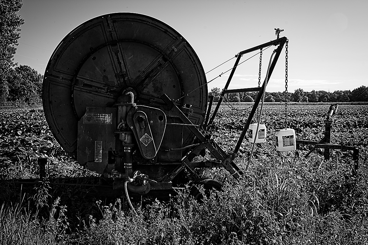 20240714_084936_Z5_bw_1200.jpg