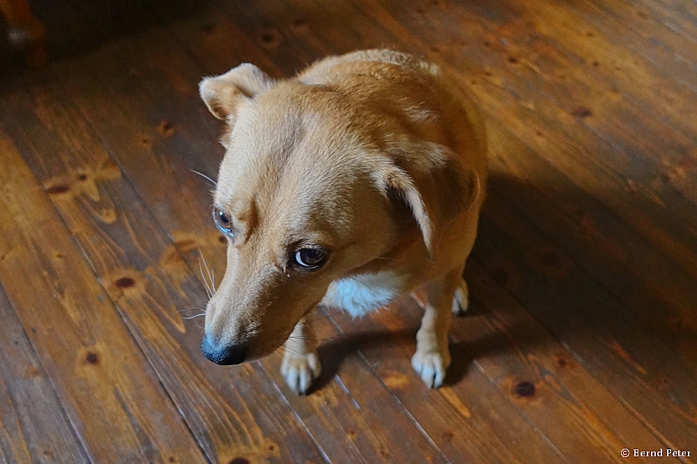 2025-01-29_11-46-26_DSC-RX100M5A_000_1000.jpg