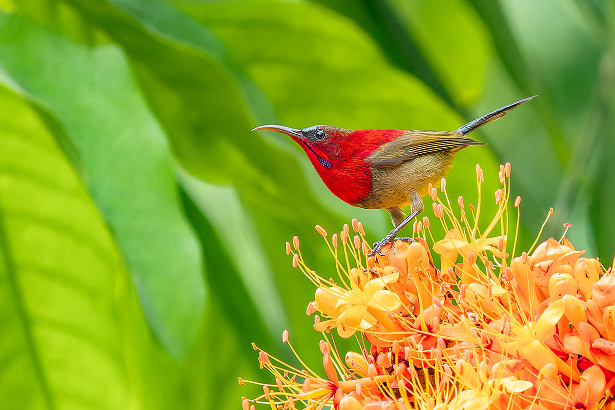 2025-01 Vietnam - Crimson Sunbird.jpg