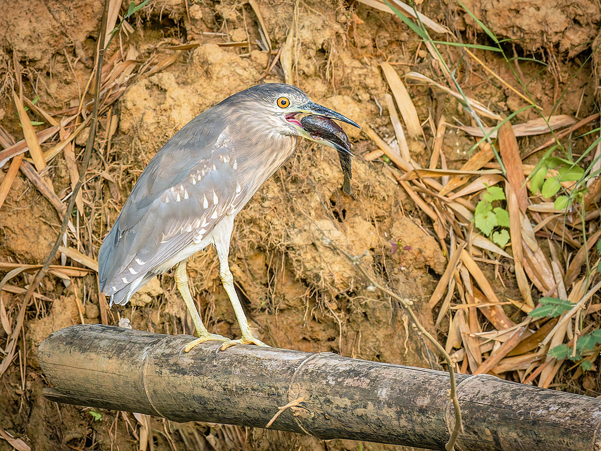 2025-02-15 16 Juvenile Black-crowned Night Heron with Fish.jpg