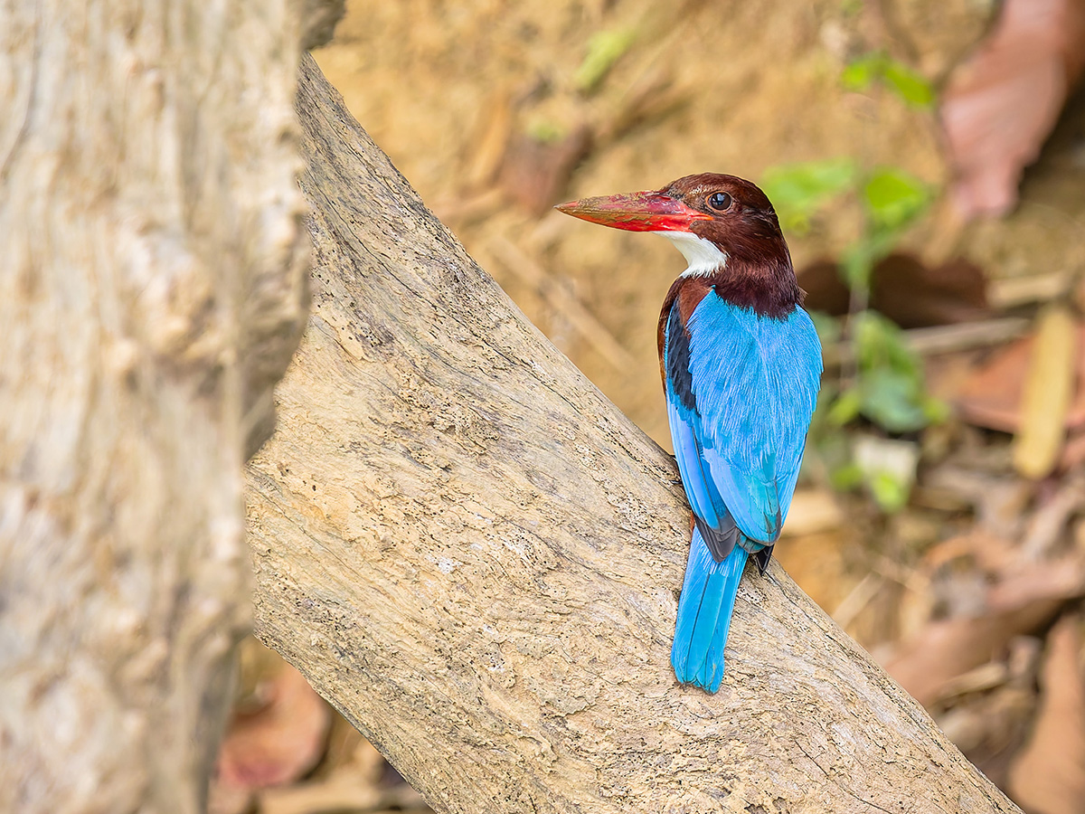 2025-02-15 56 White-throated Kingfisher.jpg