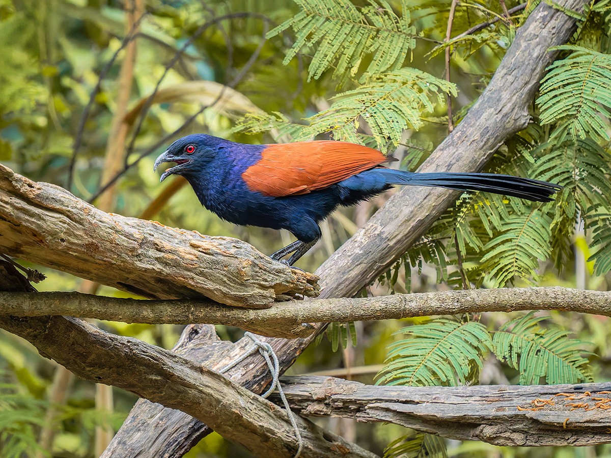 2025-02-16 008 Greater Coucal.jpg