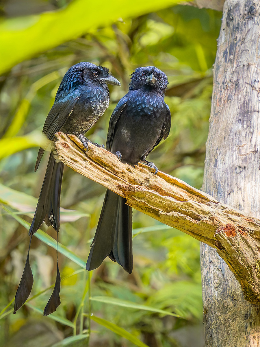 2025-02-16 040 Greater Racket-tailed Drongo and Black Drongo.jpg