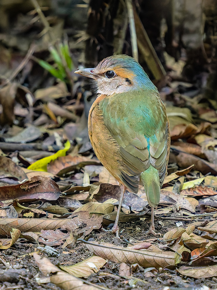 2025-02-16 059 Blue-rumped Pitta.jpg