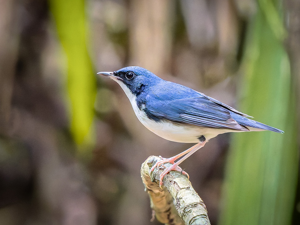 2025-02-16 066 Siberian Blue Robin.jpg