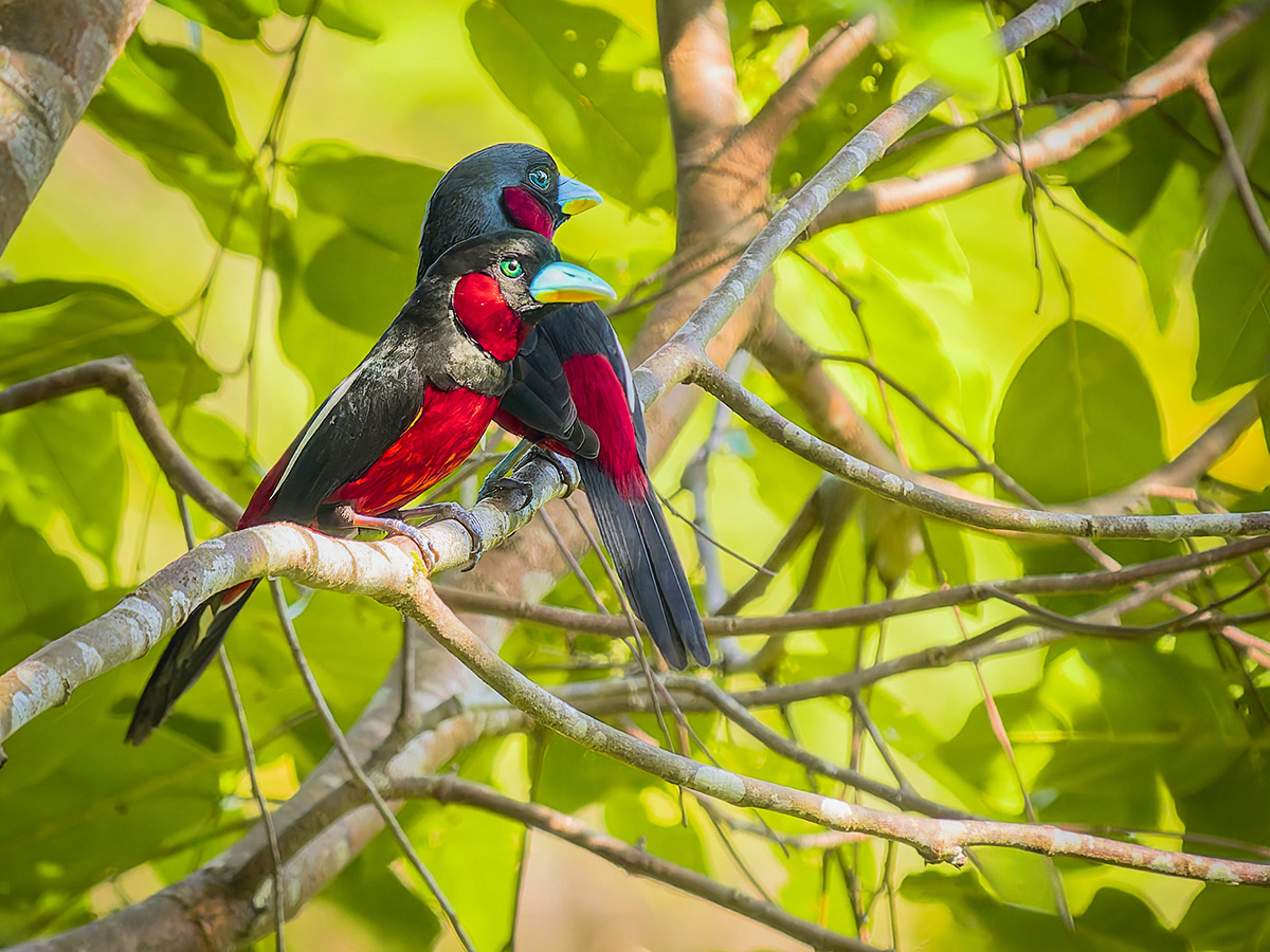 2025-02-16 069 Black-and-red Broadbills.jpg