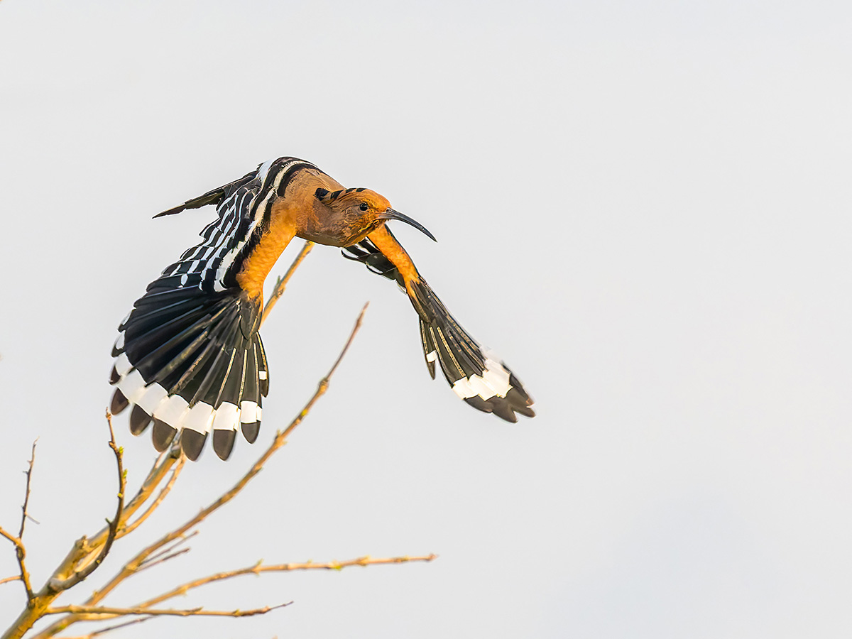 2025-02-16 084 Eurasian Hoopoe in Flight.jpg