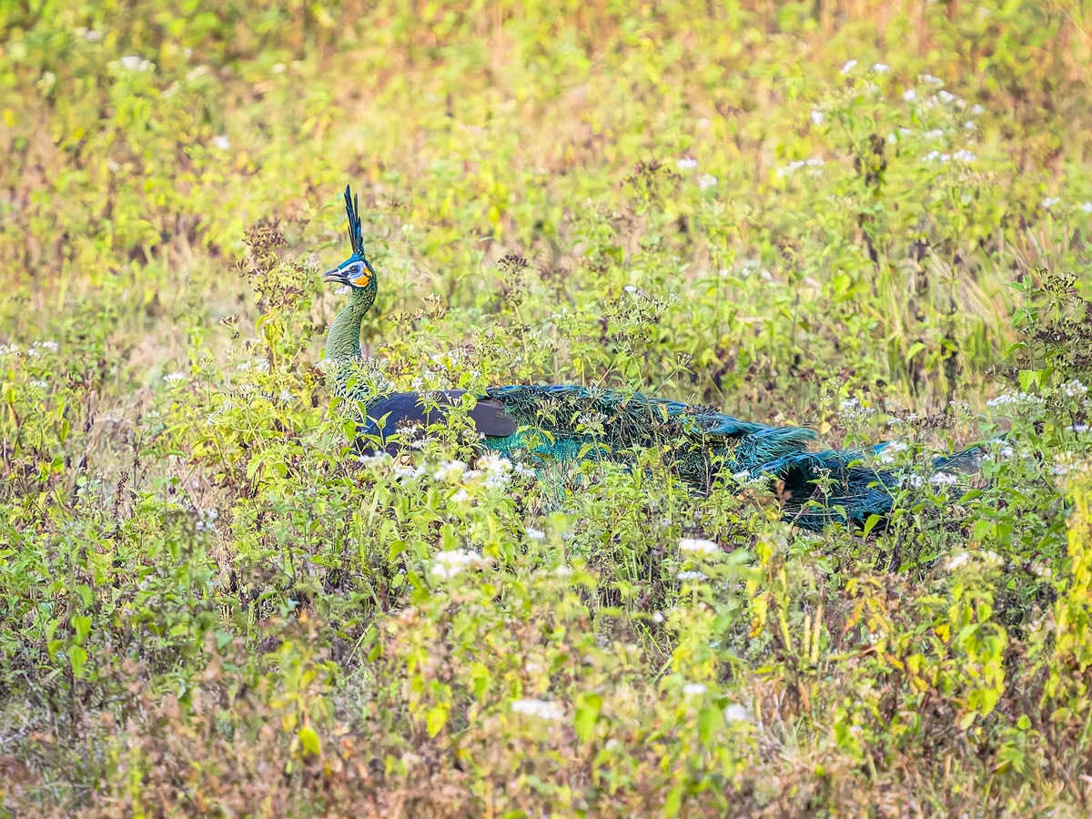 2025-02-16 088 Green Peacock.jpg