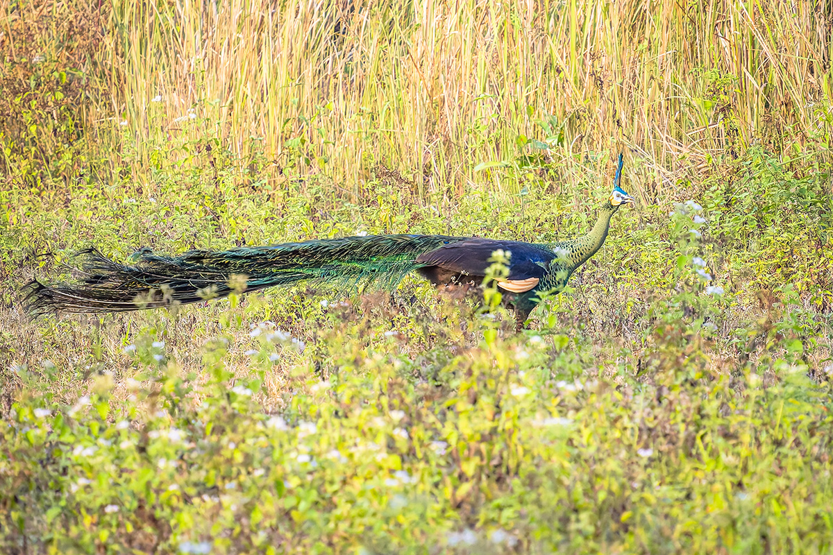 2025-02-16 090 Green Peacock.jpg