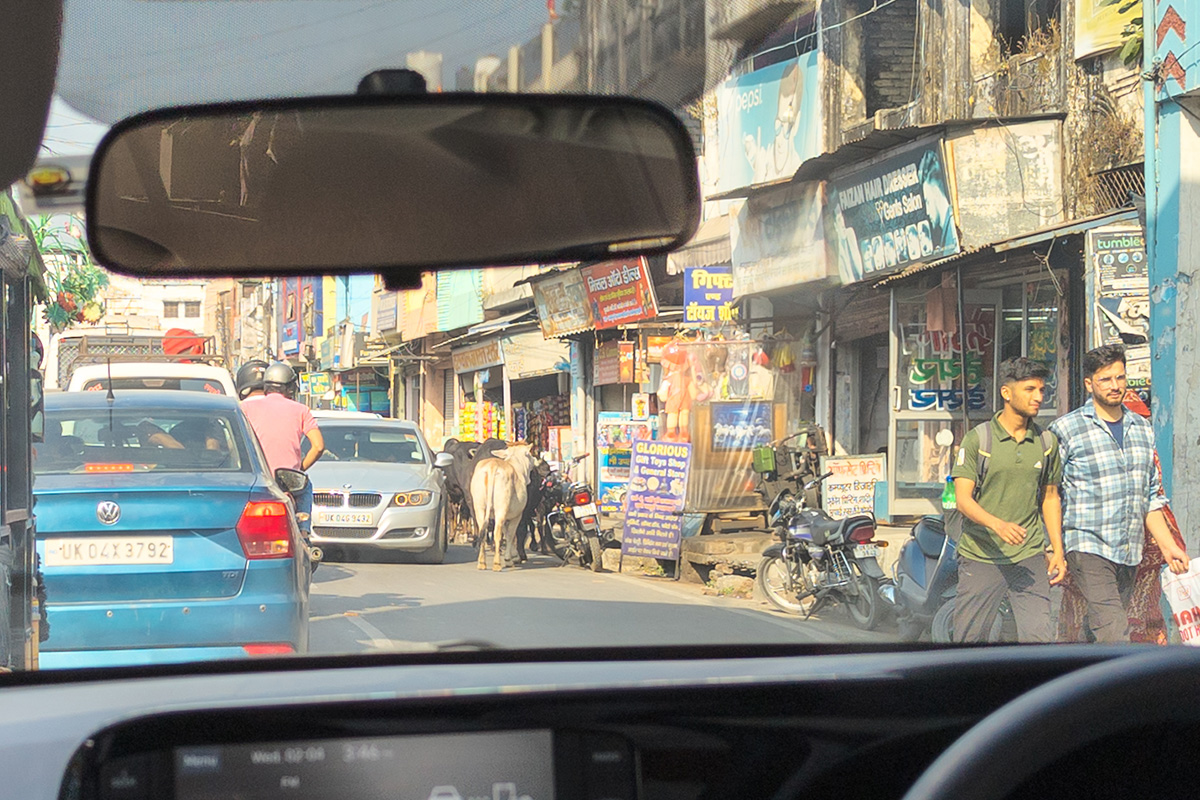 2025-04-02 08 Cows in Haldwani.jpg